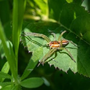 Organic Pest Management Strategies: Nurturing a Thriving Garden Ecosystem